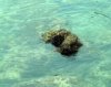mare il timone