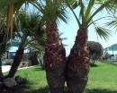 hotel timone giardino