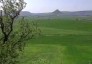 A Sea of Green