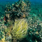 mare6