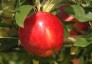 Alto Adige SouthTyrol Apples
