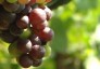 Alto Adige SouthTyrol Wines